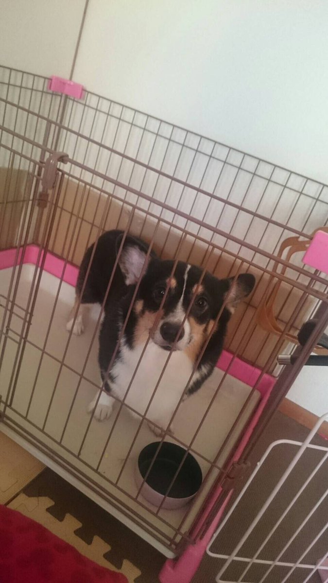 コーギー里親募集中 Satooyaboshu123 Twitter