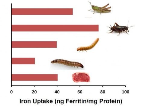 _MIGHTi_'s tweet photo. #EntoResearch: The buzz about #edibleinsects: Can they replace beef? https://t.co/ozcb1EPFT1 https://t.co/w6fggp7neH