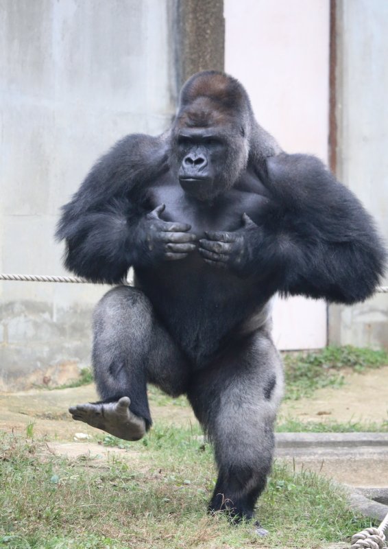 Chiyu ドラミング対決 ポコポコポコ シャバーニ キヨマサ アニー 東山動物園 ゴリラ Chiyu ドラミング対決 ポコポコポコ シャバーニ キヨマサ アニー 東山動物園 ゴリラ