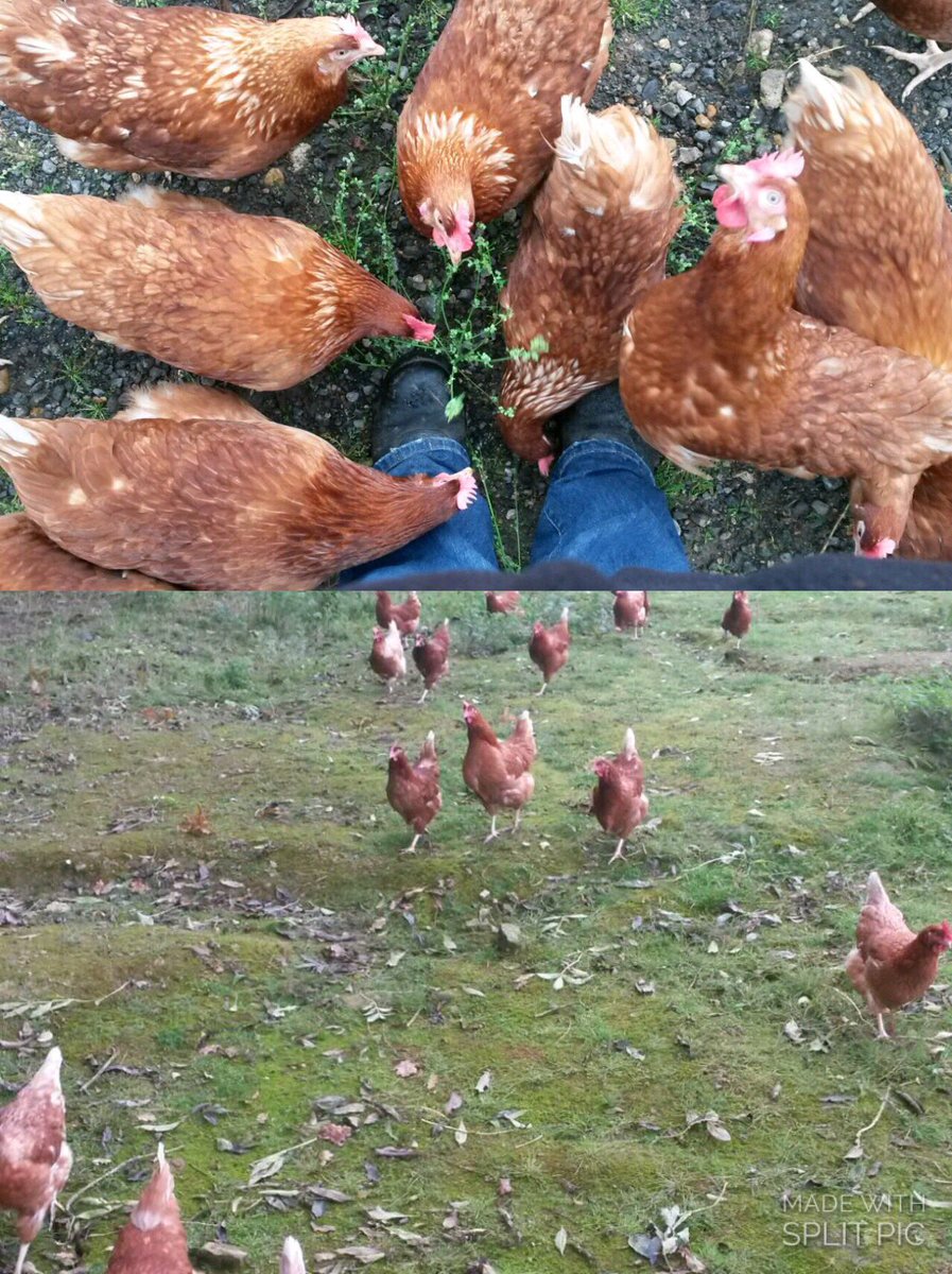 EcologySurveys's tweet photo. Tricky surveying #whenchickensattack @ecologistprobs https://t.co/DV9TrUCvKV