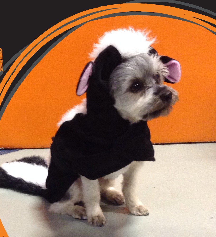 SandiHymans's tweet photo. #BTPETS  This is my little stinker Roxy ...6lb Morkie... I Love, Love, Love her!! #BTPETS https://t.co/eV3EQzN8Pi