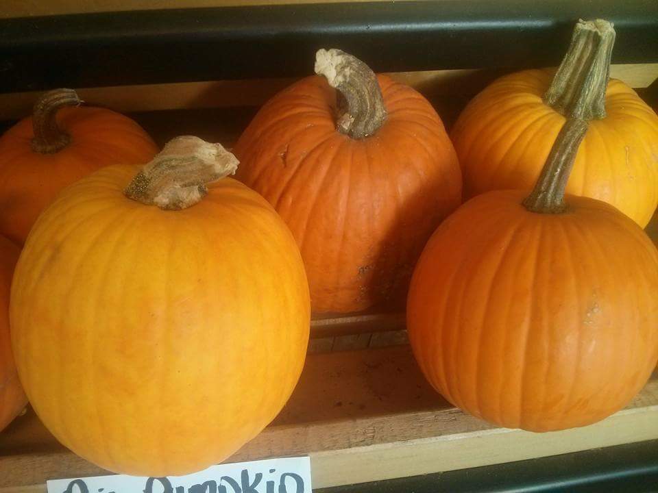 JohnsLocal's tweet photo. Pie pumpkins! Don't even compare to canned pumpkin #PumpkinPie #Halloween #ygk #queensu #slclife https://t.co/pYaPo1j7pQ