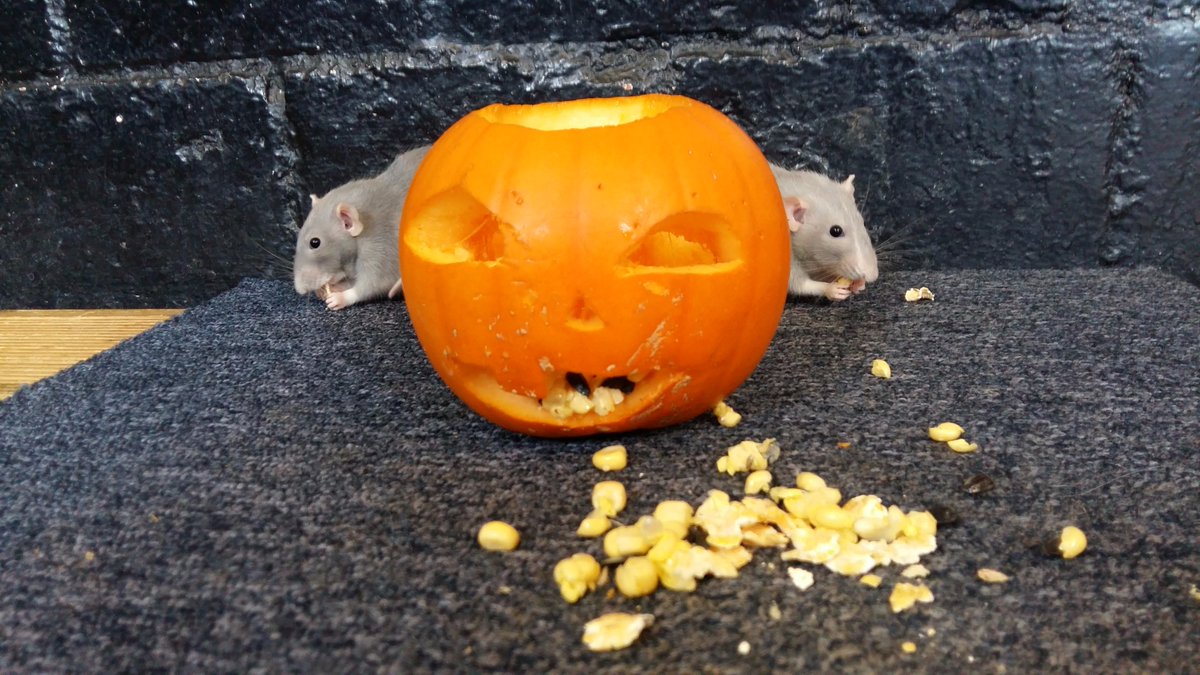 BelmontFarm's tweet photo. Our rats are getting into the Halloween spirit this year with our treat-filled pumpkin enrichment! #ratsarentscary #belmontfarm https://t.co/NgCTpgN7H6