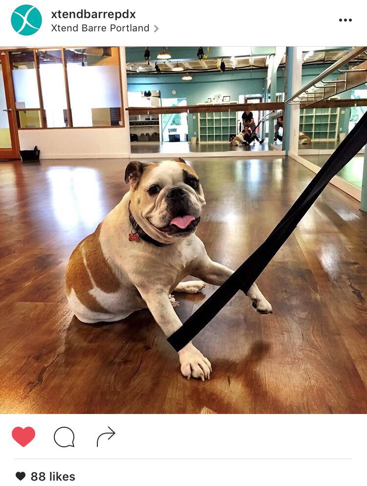 XtendBarreTri's tweet photo. #goals ๐ #studioinspo no better way to welcome people to change their bodies @ the #barre than w a Bully! ๐๐ถ #toocute #fitfam @xtendbarrepdx https://t.co/RztVvaV9jQ