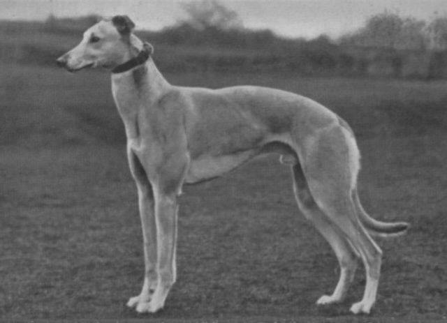 WHITE COLLAR, Winner of the Waterloo cup in 1928. Trained by John Wright. #greyhoundhistory #waterloocup #greyhounds