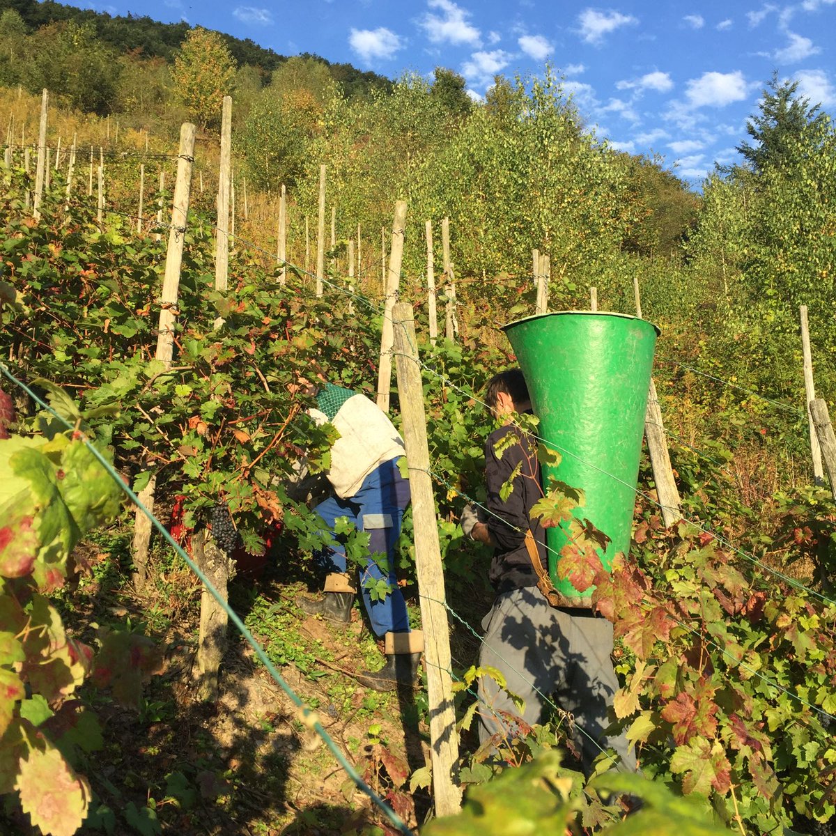 Er wordt weer gewerkt aan heerlijke wijnen in de Moezel! Op naar 2017! #Christoffel #Mosel #wijn