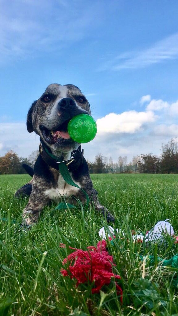 PeterSelie2's tweet photo. Took some flowers to the brook today in memory of @RDR_Dogs Reg
Fly high &amp; #runfree Reg
🐾💐🐾 https://t.co/ZfaFLhwcvF