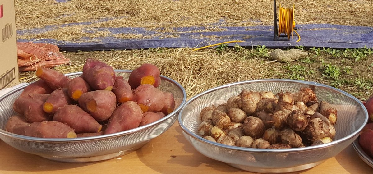 #성남시
#성남시민농원 #도시농부학교
전통 방식으로 삼삼오오 협동하여 
추청벼 탈곡을 하였습니다. 
현장에서 새참으로 먹는 고구마와 토란도 꿀맛이네요^^
#성남시농업기술센터
#텃밭지도사