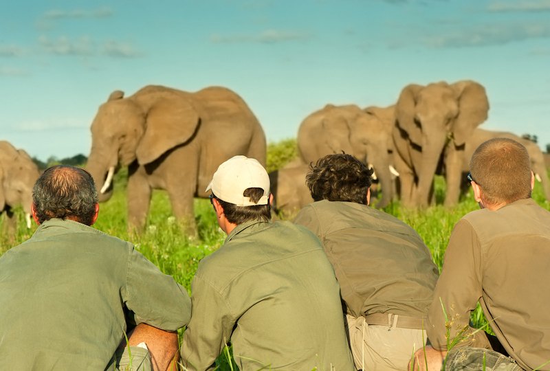 EcoTraining's tweet photo. Get the opportunity to walk among giants
#trailsguide #gamewalk #Africa https://t.co/aeMP027PSI