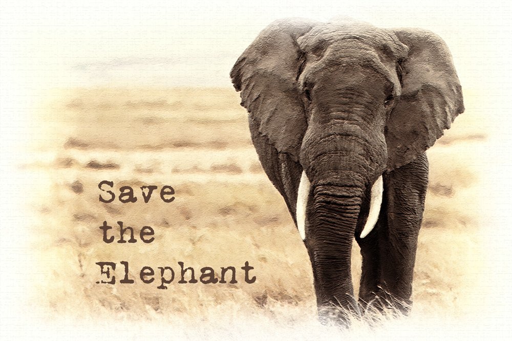 snapgoodapp's tweet photo. Find out how you can help save the elephants from going extinct by going to https://t.co/qV5Zl6P5zA #Snapgood #SavetheElephants #SnapgoodApp https://t.co/ZootKqSVzY