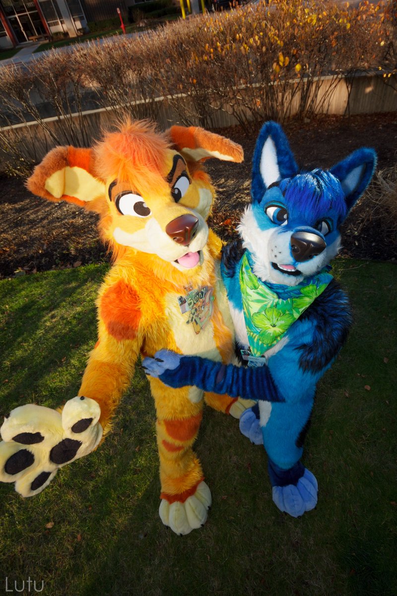 Lutufox's tweet photo. #ThrowbackThursday with @Sunny_Dingo & @RahneKallon
at last year's @midwestfurfest #MFF15 @MadeFurYou
So soon again! :3 https://t.co/eW6JCri0Tj