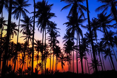 ViatorItalia's tweet photo. Quante volte avete sognato le #Hawaii? https://t.co/2I8Nu1vXpl https://t.co/ZNrlzNjSEf