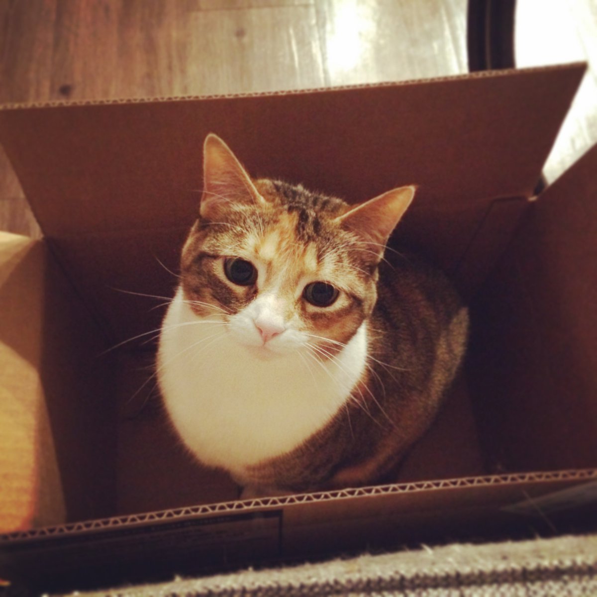brettvg's tweet photo. @collectsideshow The girlfriend’s cat in her favorite box #SideshowCats https://t.co/Vdbzx4LBcT