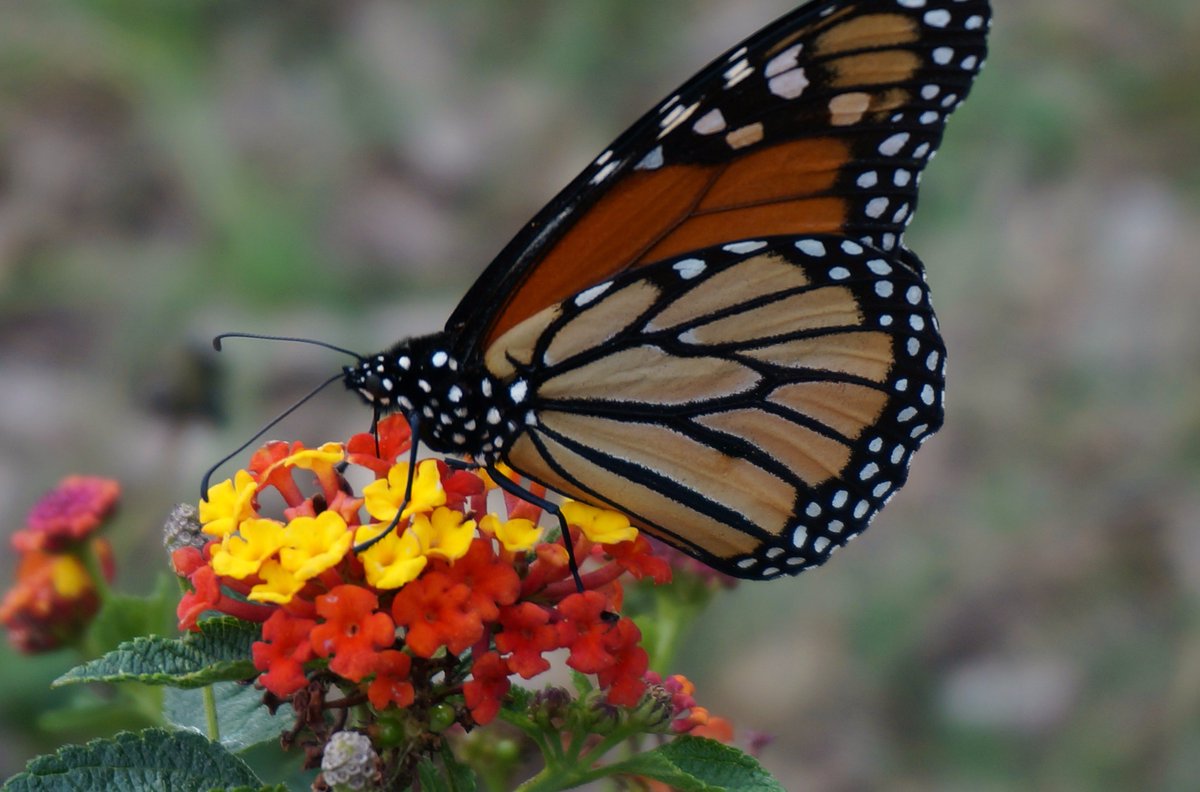 beautifulhutto's tweet photo. What do you plant to feed the #butterflies? #TXNativePlants create a viable #habitat for #polinators plus they #KeepHuttoBeautiful
#monarch https://t.co/xviTclDnLL