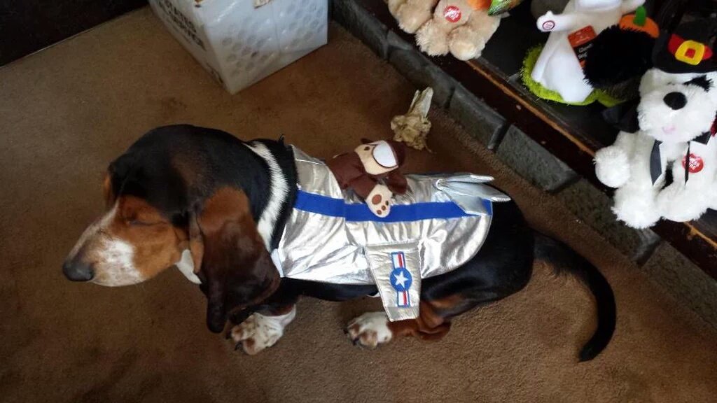duffybetts's tweet photo. @tamronhall plenty of costumes on sale at @PetSmart  My mom got me these. I love dress up! Can visit all the shelter animals too #houndoween https://t.co/uMhnxw53Sd