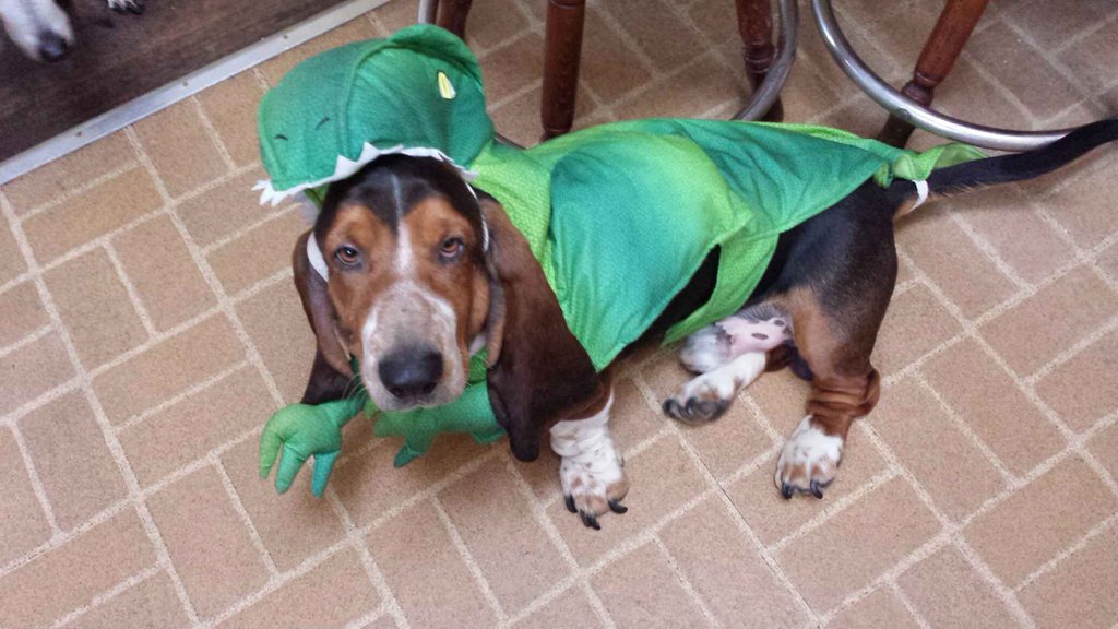 duffybetts's tweet photo. @tamronhall plenty of costumes on sale at @PetSmart  My mom got me these. I love dress up! Can visit all the shelter animals too #houndoween https://t.co/uMhnxw53Sd