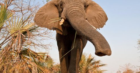 PopSci's tweet image. We're Entering A Sixth Mass Extinction, And It's Our Fault bit.ly/2dLBYsr