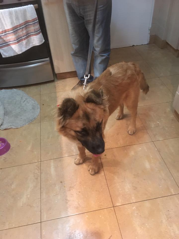 Agosavaca's tweet photo. @zairana encontramos este perro perdido en Villa Crespo, buscamos a su dueño o una nueva familia URGENTE. Contacto: Camila 1563364550 https://t.co/xIg56qprNG