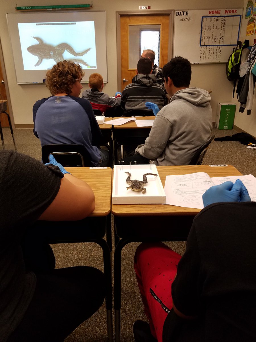 iepschoool's tweet photo. Frogtober!!! https://t.co/wZkRVThqRy