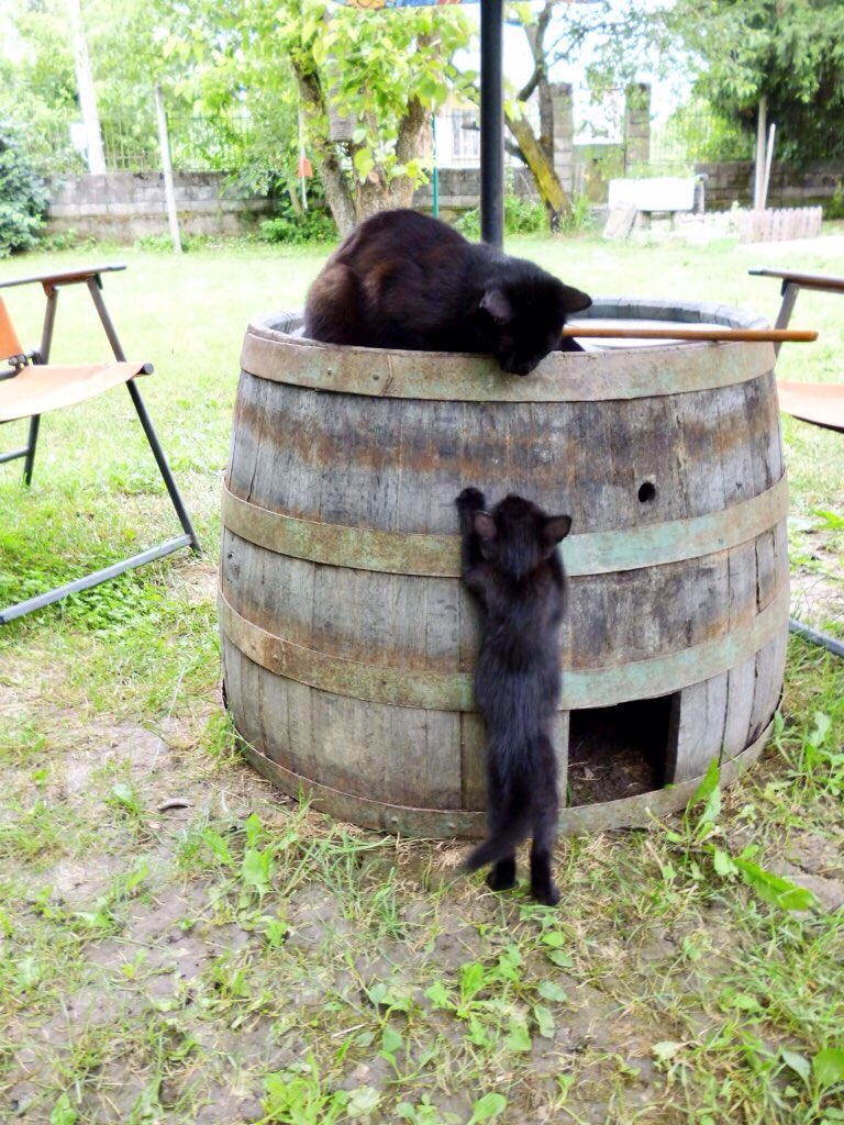 MeanderingNumps's tweet photo. #BlackCatDay https://t.co/cxV53idGkr