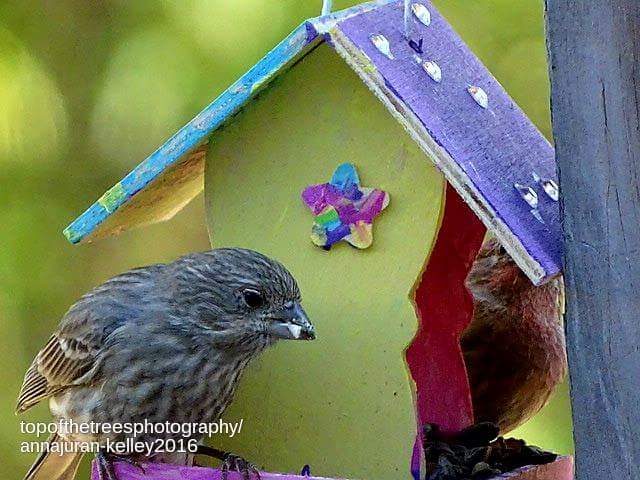 #grandchildren #NaturePhotography  #photography #backyardvisitors #birdwatching Gift from Grandgirl