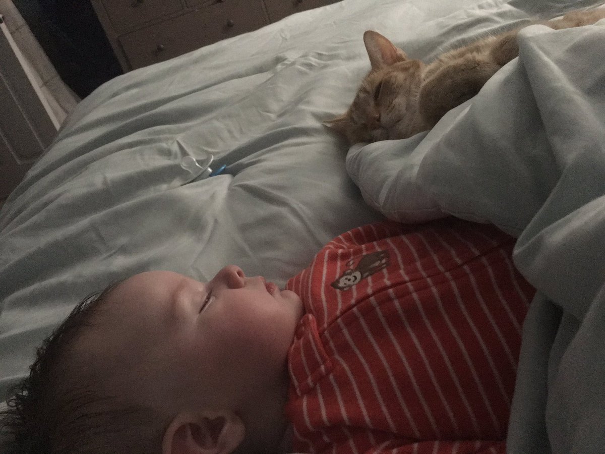 Apone76's tweet photo. @collectsideshow cat plus baby!  #SideshowCats https://t.co/B9WEaPkKxT