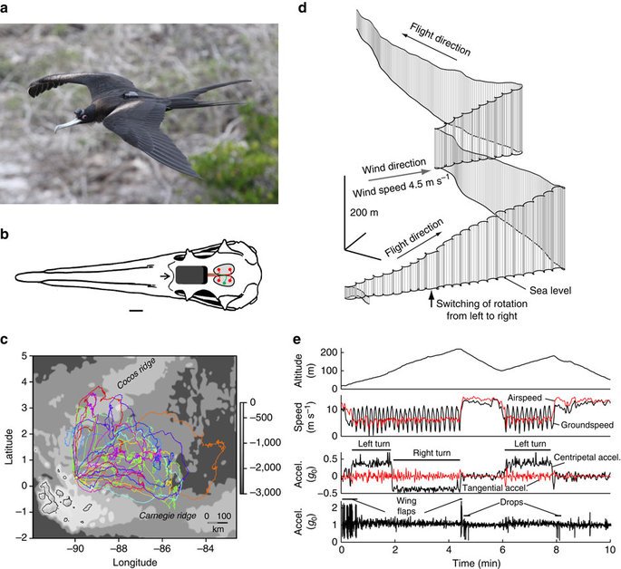 Ciszek's tweet photo. Evidence that birds sleep in mid-flight https://t.co/wUHyftFvmd via @nature 
#Sandpiper https://t.co/sQKnX9cLBE