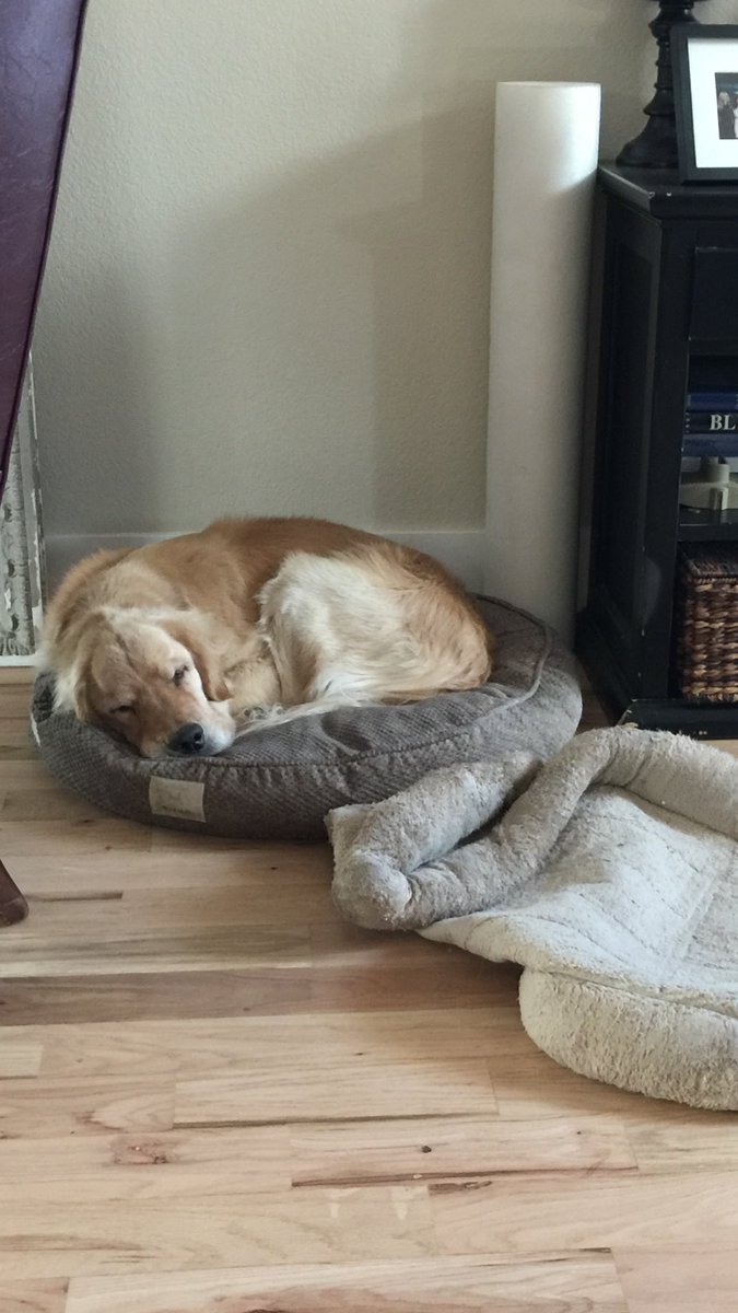NYCBurt's tweet photo. It's called a #foodcoma stole @J_Haynes5 crockpot off the counter and my oh my it was good #burtthedog https://t.co/yOzsthZBcY
