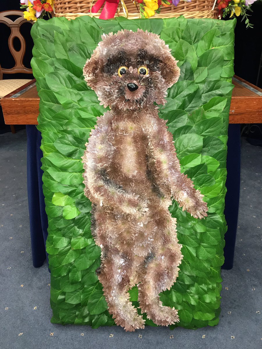 Some families just want a single rose, whilst others want something unique &amp; #personal..like a Meerkat! #funeraldirector <a href="/LesFleursTorbay/">Les Fleurs</a>