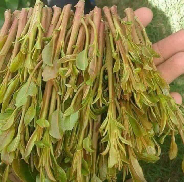 اليوم خميس مافي واحده من تعز المدينه جاده تجي خاص ونسهر سوا