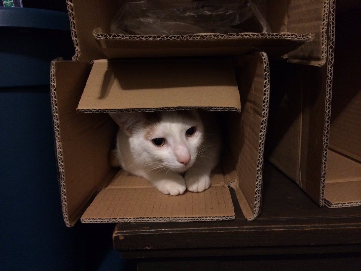 JBStuka's tweet photo. @collectsideshow The twins...Kili and Fili. Kili thinks he's one of dad's Sideshow Clone Troopers mint in box. Favorite cave. #SideshowCats https://t.co/bmUxrRsqjI