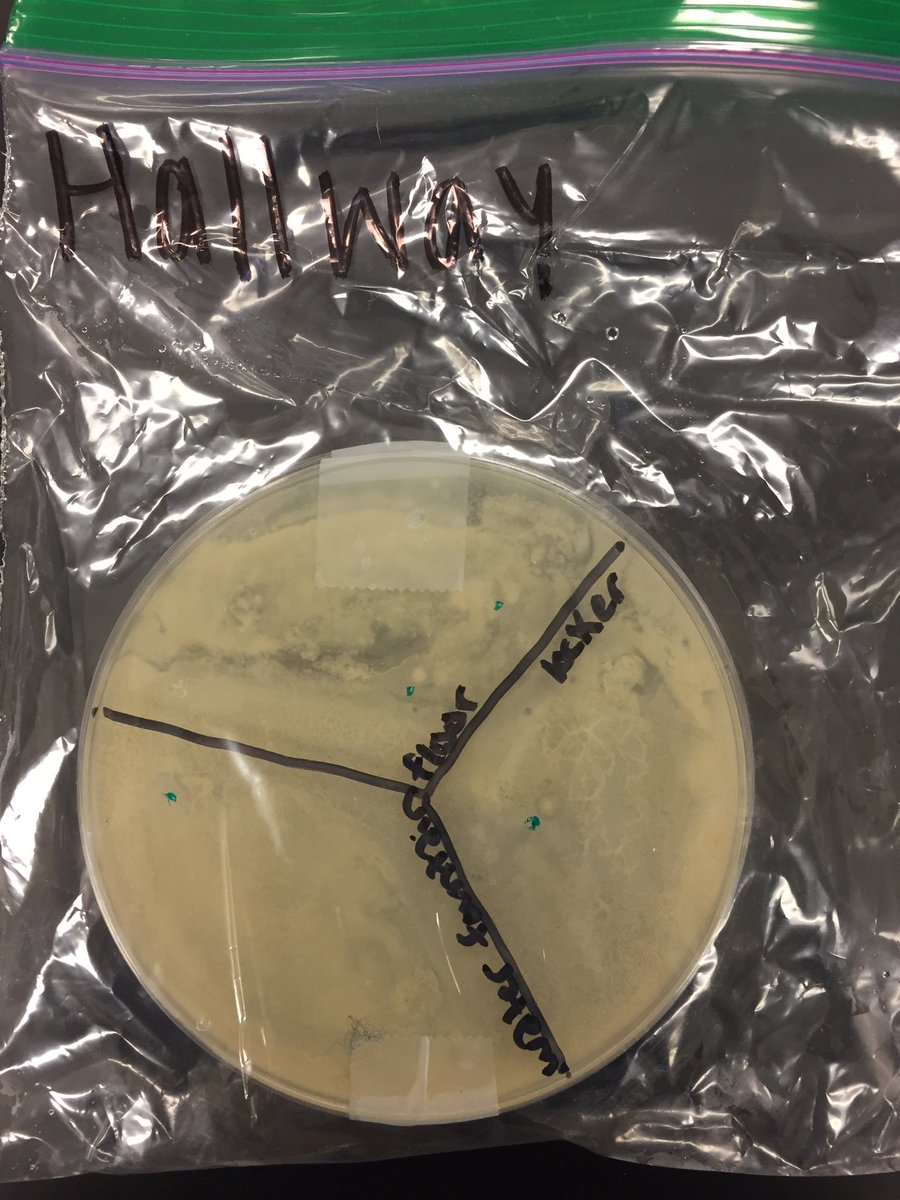Katie_Greene17's tweet photo. Here are the bacterial growth results after incubation. The green dots indicate colonies &amp; the cloudiness are lawns. #kytnsci https://t.co/9f4DgQ0sO8