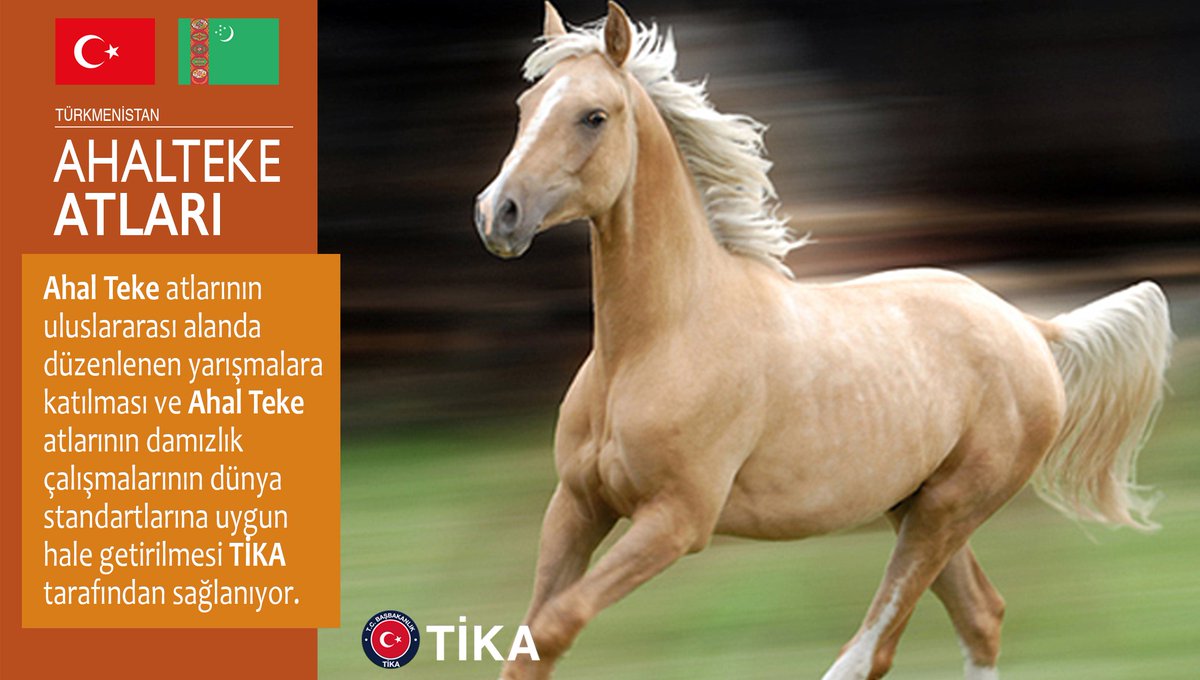 #TİKA  #Türkmenistan'ın milli sembollerinden olan #AhalTeke at ırkının korunması amacıyla Türkmen kurumlarıyla birlikte çalışıyor.