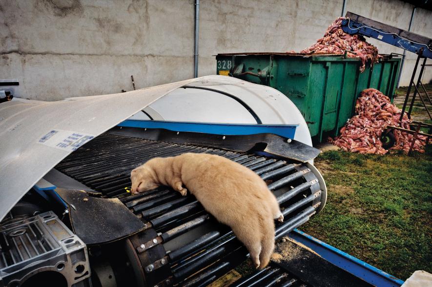 #FurFarms like this one in Poland process thousands of mink a day.
#BanFurFarms #FurFreeForever
#OpNo2Fur