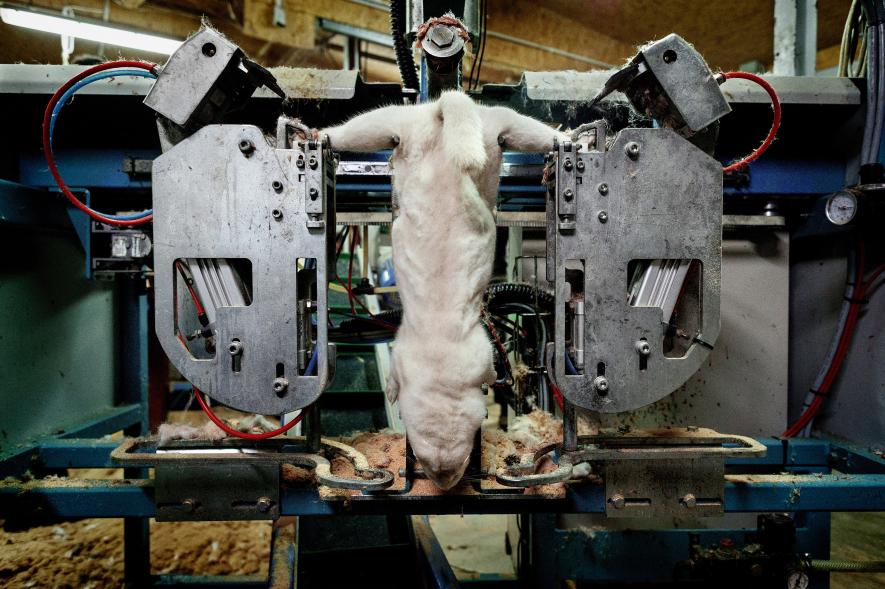 Much of the skinning operations on #FurFarms are now mechanized.
#FurFreeforever
#FurFreeFriday
#OPNo2Fur