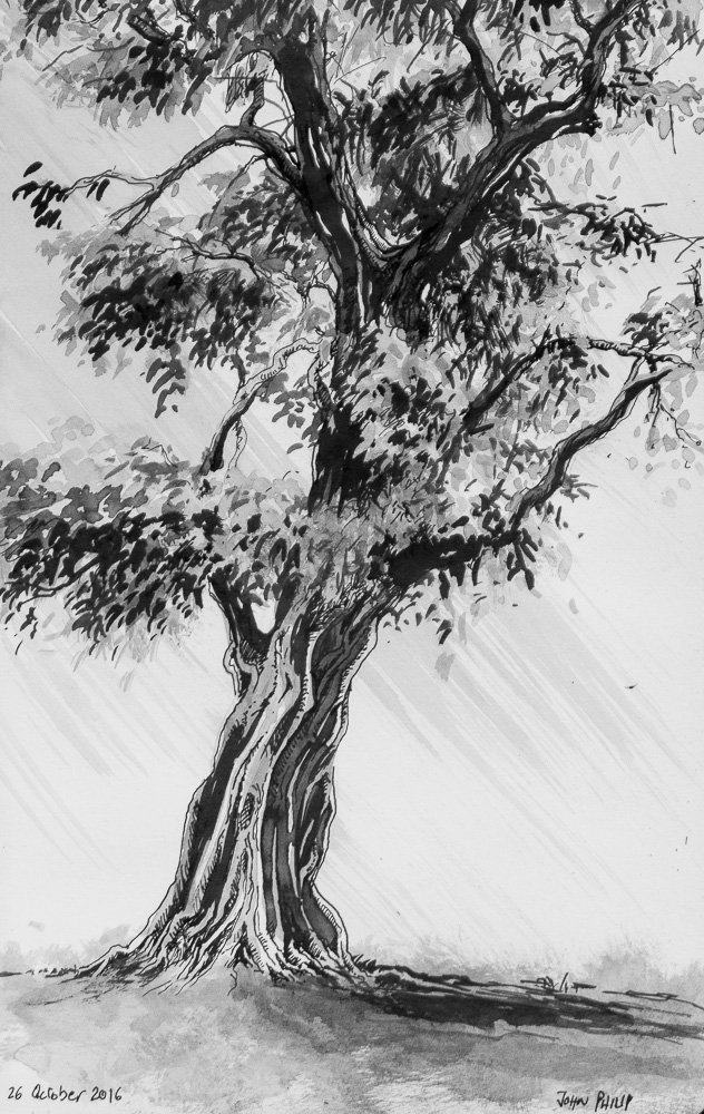 Day 26 - Tree in Ink
#inktober #inktober2016
johnphilip.co.za/?p=1446