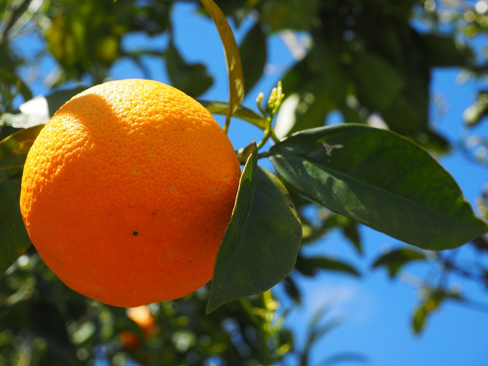 BeeSweetCitrus's tweet photo. Did you know California produces 80% of all #citrus marketed in the United States? Wow! ##EatMoreCitrus https://t.co/BLwZmA9wC9