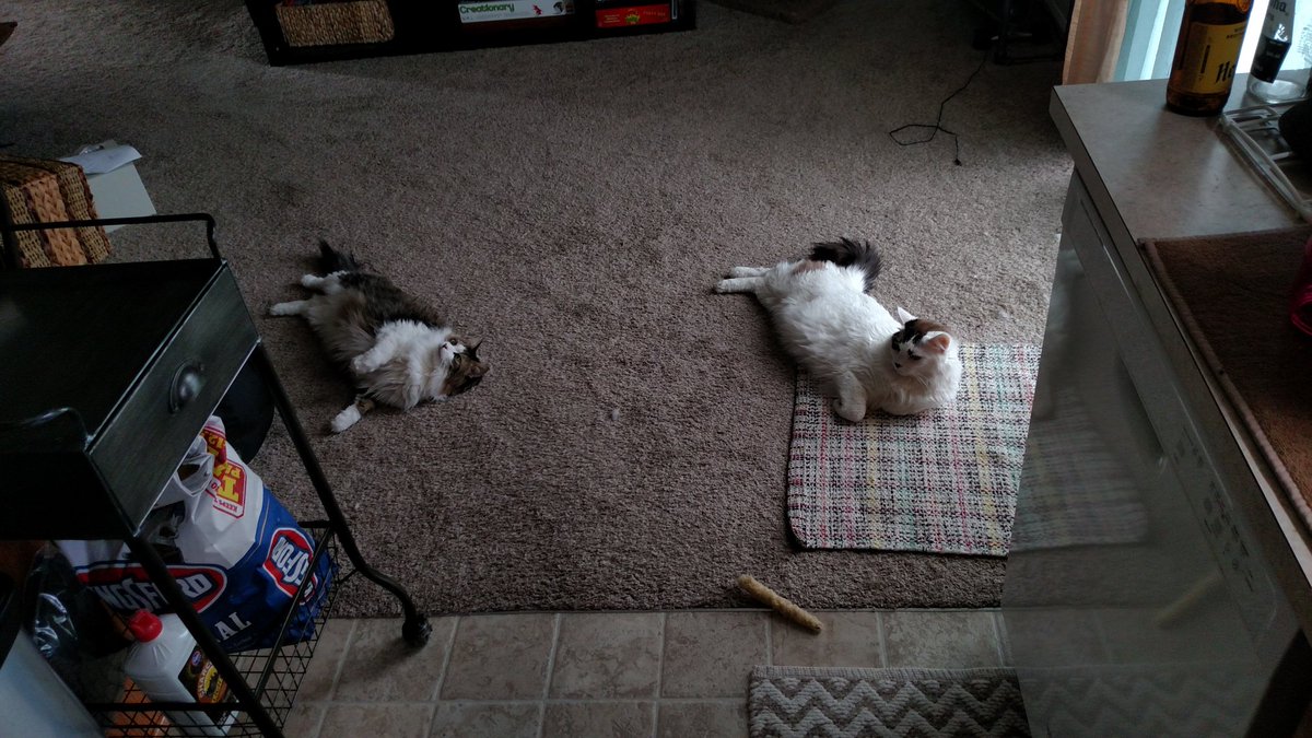 Jzerby00's tweet photo. They can be a bit goofy sometimes but we love them and they live to cuddle #SideshowCats #Spooktacular2016 https://t.co/AgyS3UdDhm
