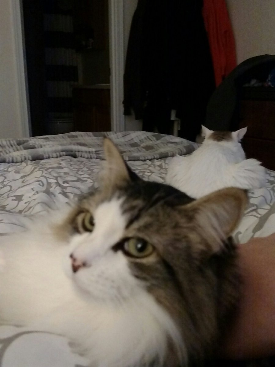Jzerby00's tweet photo. They can be a bit goofy sometimes but we love them and they live to cuddle #SideshowCats #Spooktacular2016 https://t.co/AgyS3UdDhm