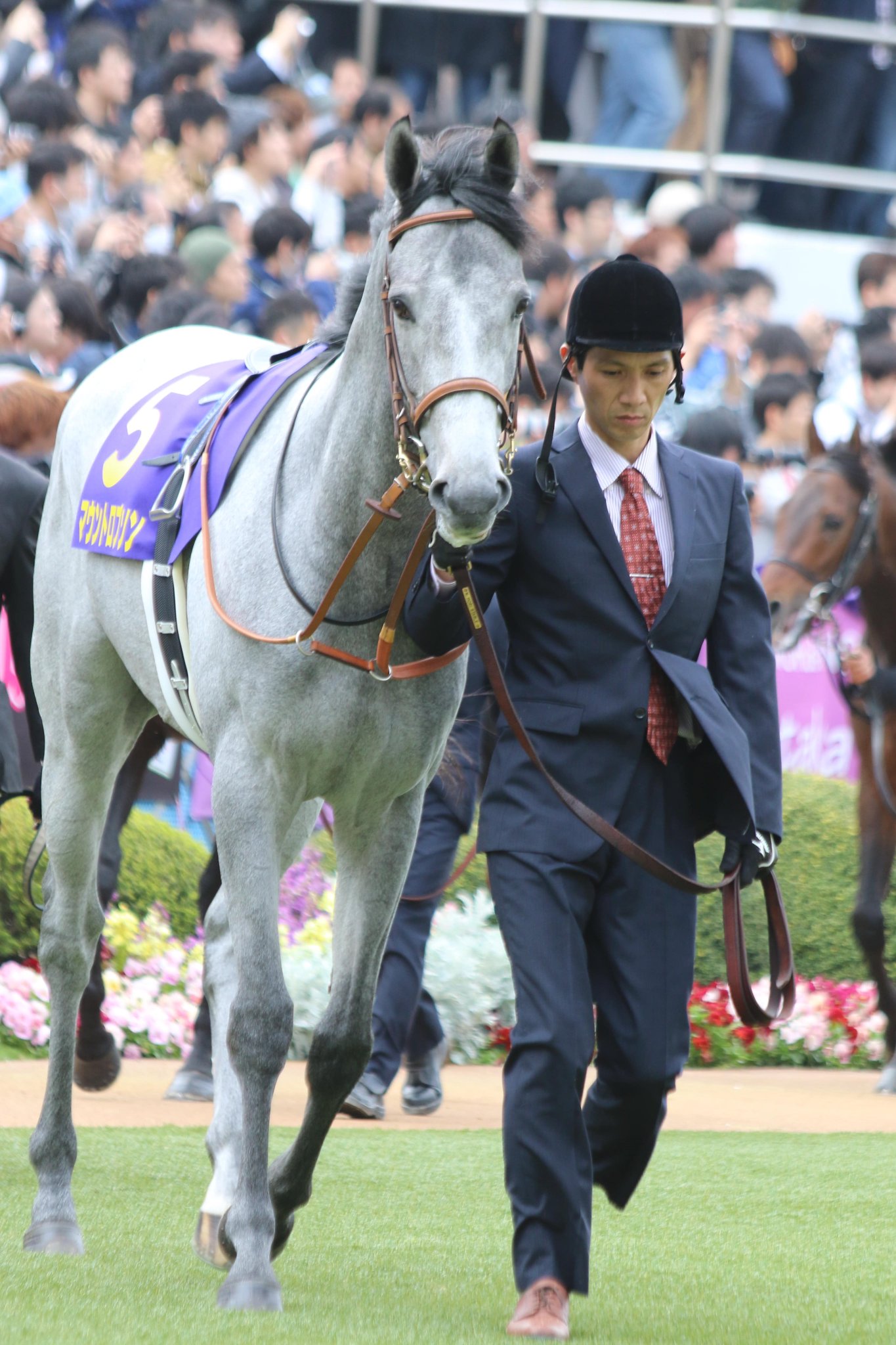 Kajiko V Twitter 16年三冠の軌跡 皆勤馬 皐月賞 日本ダービー 菊花賞のマウントロブソンのパドック 最可愛い芦毛馬の マウントロブソンも三冠皆勤 菊花賞では原点回帰で ダービー時の もふもふ なし 大外18番で今年最後のクラシック 登場馬 として最強 Kajiko V Twitter 16年三冠の軌跡 皆勤馬 皐月賞 日本ダービー 菊花賞のマウントロブソンのパドック 最可愛い芦毛馬の マウントロブソンも三冠皆勤 菊花賞では原点回帰で ダービー時の もふもふ なし 大外18番で今年最後のクラシック 登場馬 として最強