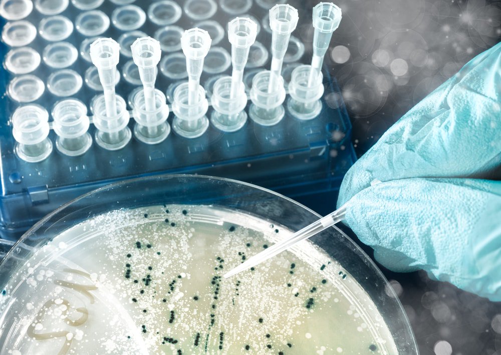 коронавирус в чашке петри. бактерии в биотехнологии. антибиотики биотехнология. бактерии в биотехнологии. биотехнология растений.