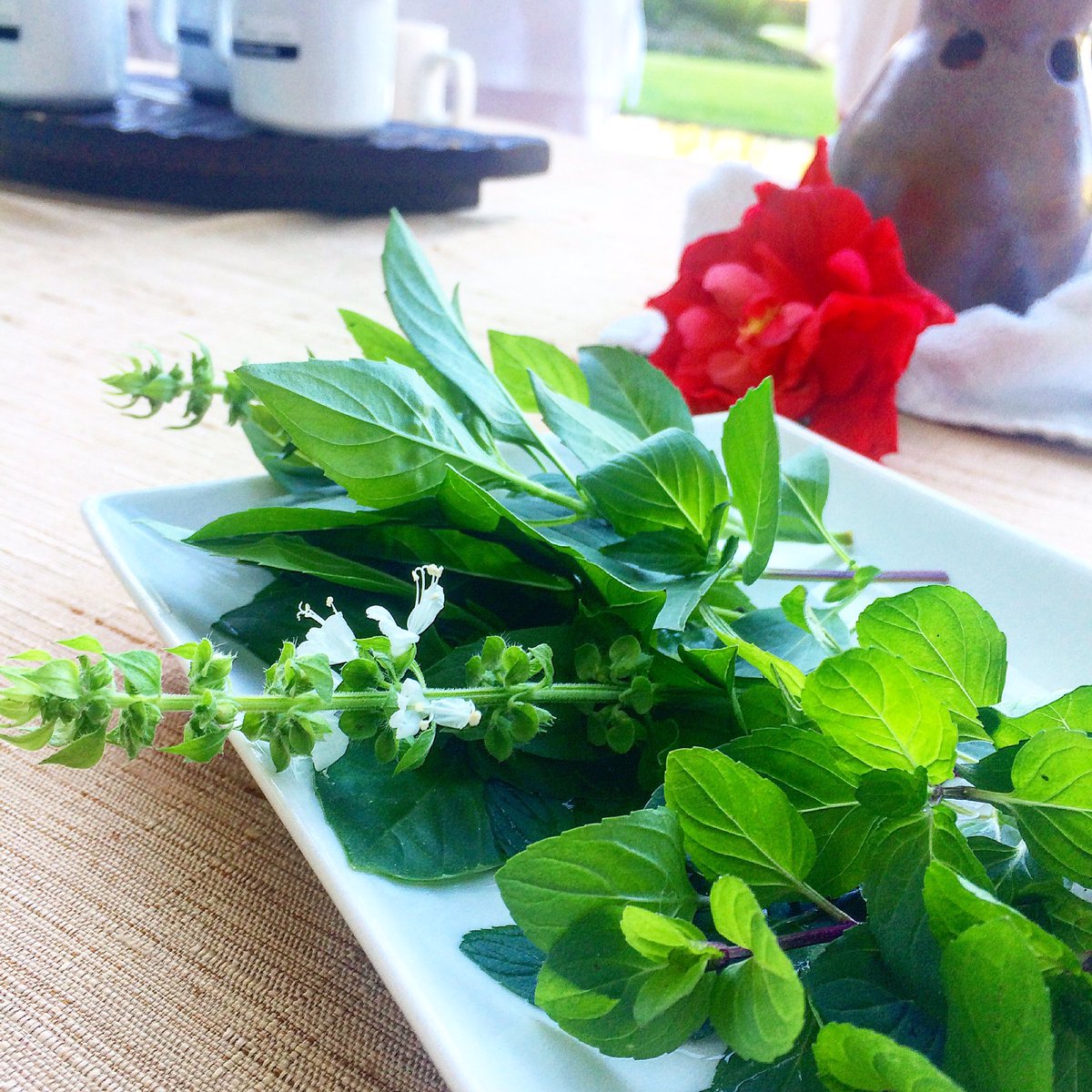 AValdowines's tweet photo. El verde es vida!!!! #aromaterapia #GrandVelas #WellnessWeek @VallartaGV https://t.co/LIAWKO3z9S