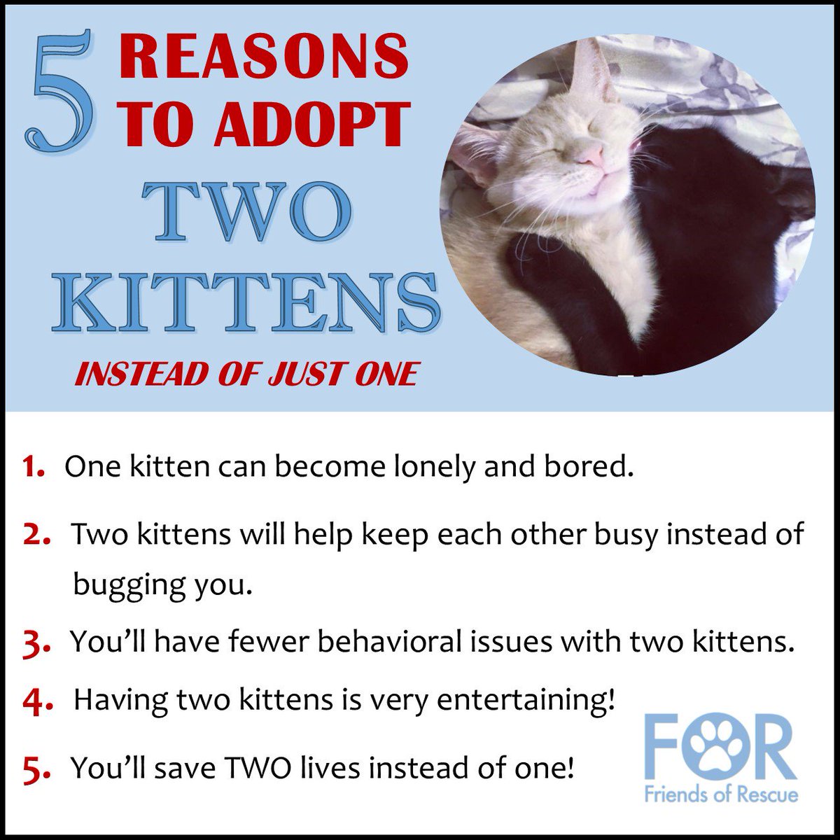 FriendsofRescue's tweet image. 2ce as nice. #AdoptDontShop. #adopt2 #pairs #fantastic #FORrescue #tweenagers