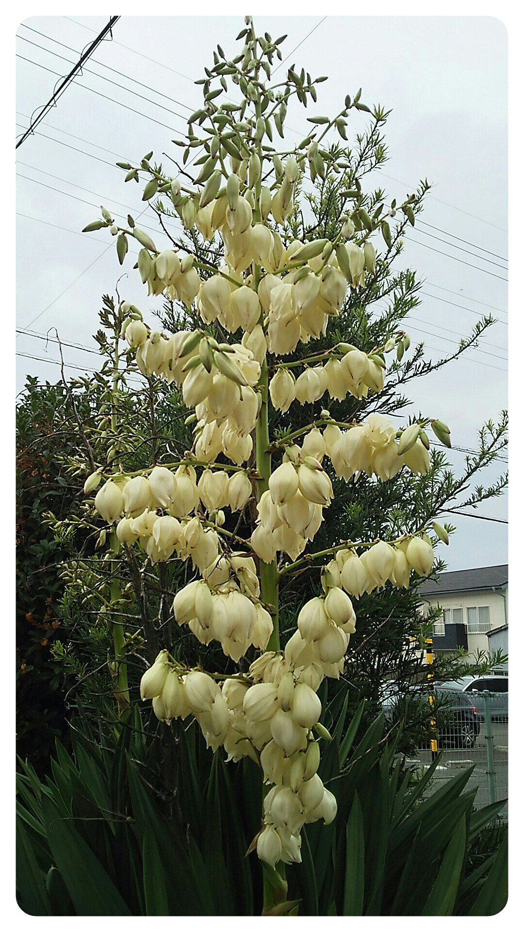 Fu 私の 世界に一つだけの花 ユッカ ユッカ蘭 別名 キミガヨラン 君が代蘭 センジュラン 千寿蘭 セイネンノキ 青年の木 花言葉 勇壮 雄壮 偉大 立派 颯爽 私に近付かないで Smap25周年に300万枚の花束を Smap存続熱烈