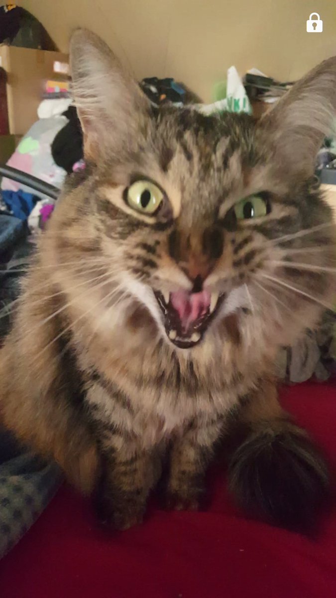 ihave8watches's tweet photo. @collectsideshow #SideshowCats https://t.co/FLeswQz8JD