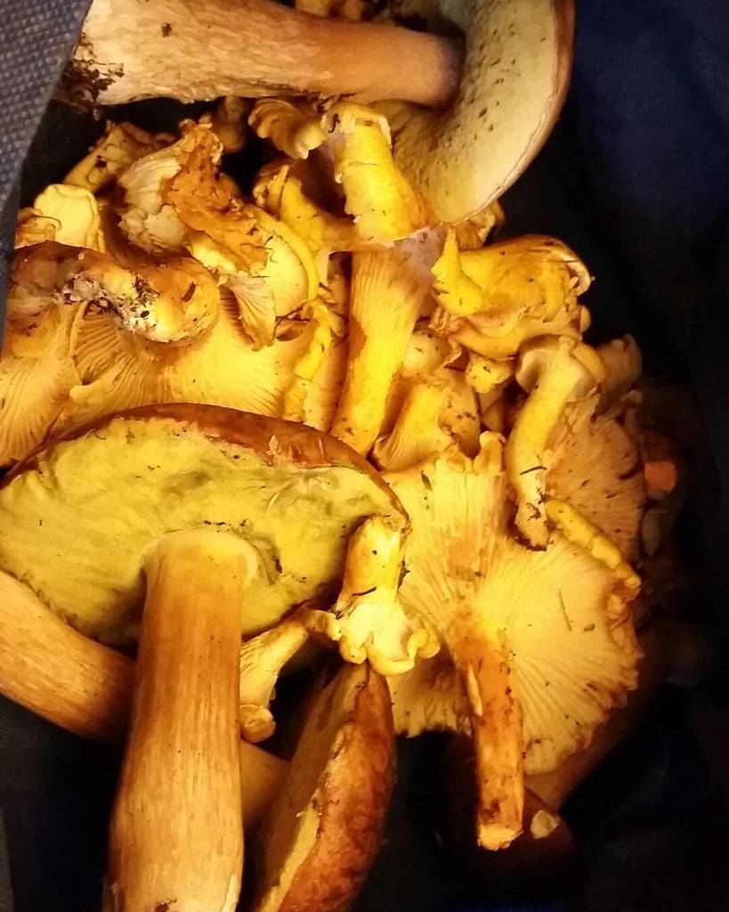 bio_vortex's tweet photo. Soon to be #chantrell #bolete #mushroom soup. Forest walks are extra fun after the rain. T… https://t.co/rvyVViPdWI https://t.co/oiT7DRwgiN