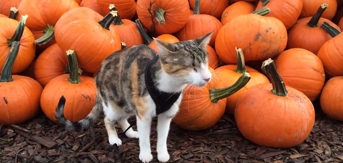 adventurecatorg tweet picture