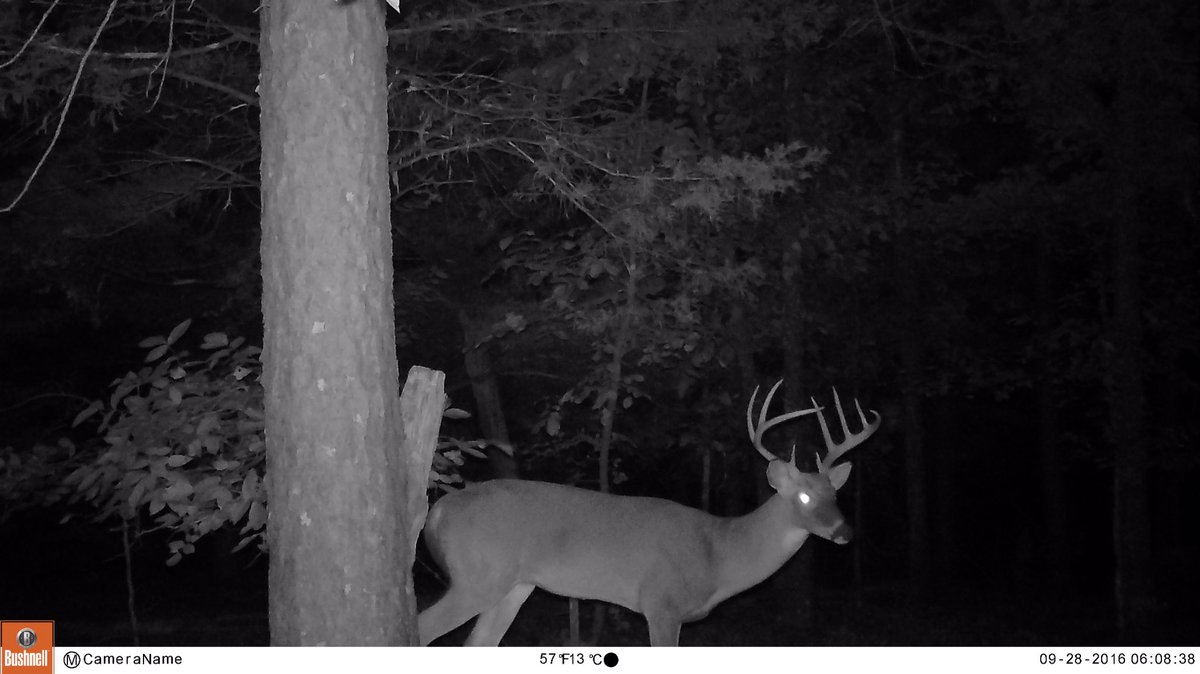 WaywardOutdoors's tweet photo. How to age whitetail on the hoof.  
https://t.co/LH3bqyHrWQ

#whitetail #qdma #deerhunting #bowhunter #bowhunting #deerhunter https://t.co/WduOiGa2B9