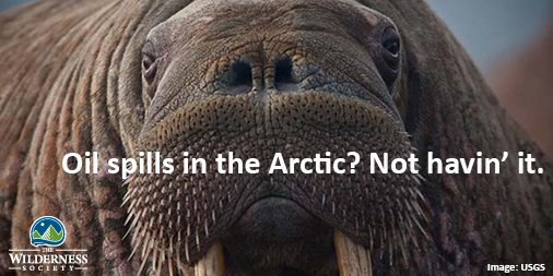 Wilderness's tweet photo. Plz RT to tell @POTUS to remove Alaska's Arctic waters from the proposed federal offshore drilling plans coming out soon! #SaveArcticOcean https://t.co/x7cAycJcPQ