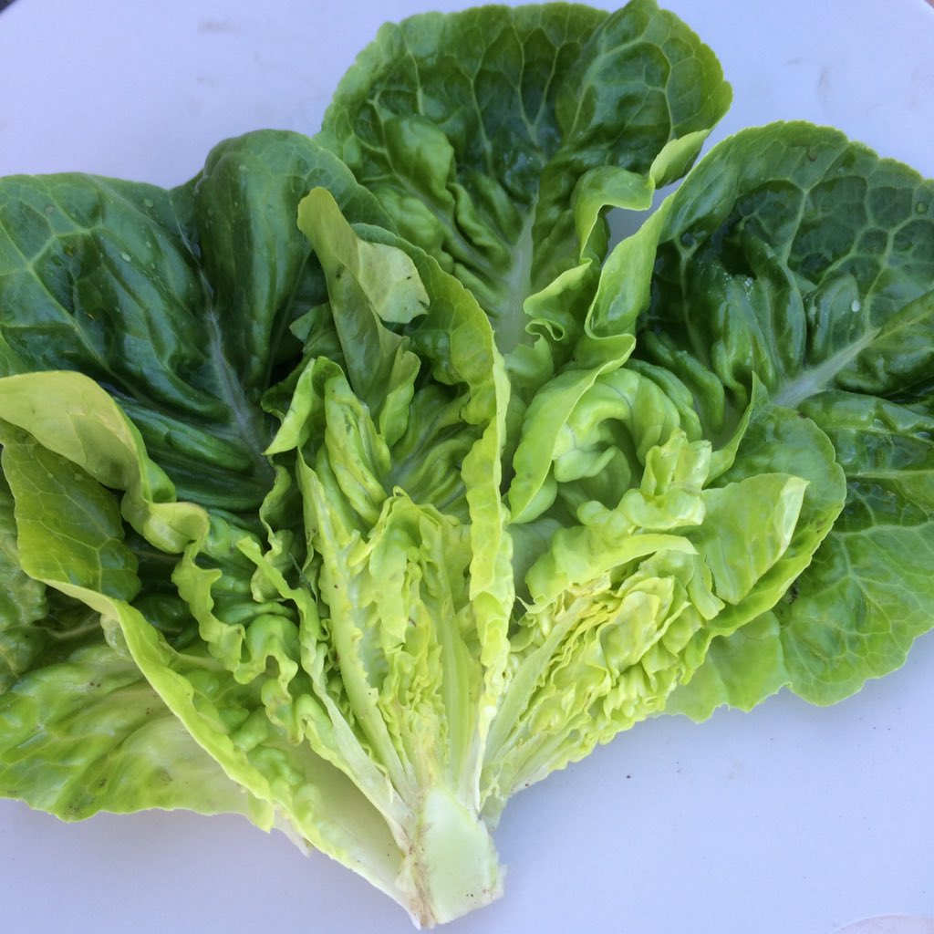 County Line South is back in action with beautiful baby lettuces, arugulas, mustards, kale and more!